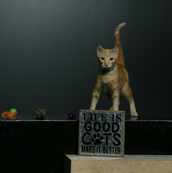 The Fab4 say "Thank You!!" - Picture 3 of 8